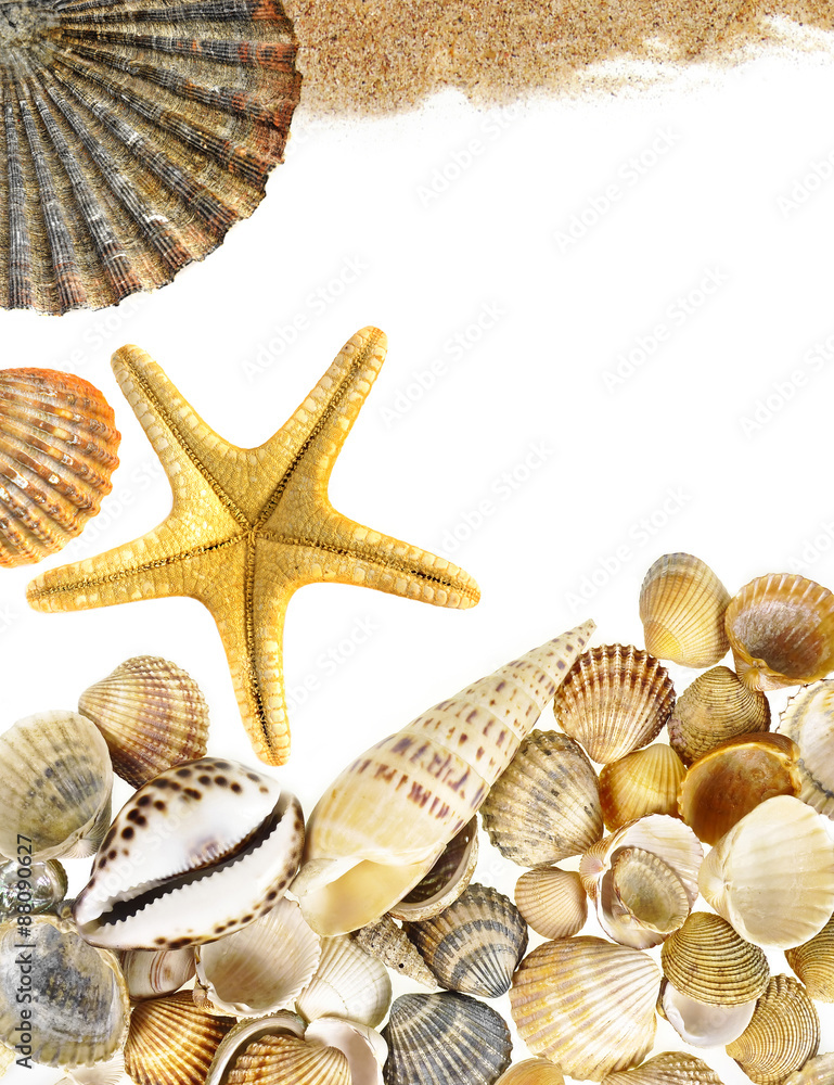 Wall mural shells and starfish