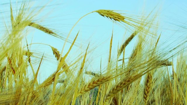 Wheat quiver of the wind.