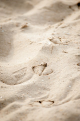seagull foot prints on the sand closeup