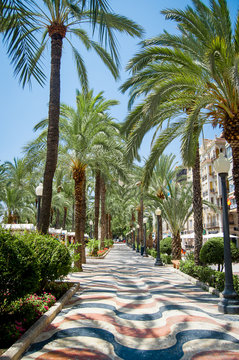 ALICANTE - JULY 12, 2015: Palm alley at Alicante SPAIN in hot su