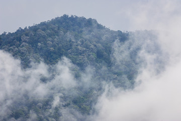 Mist and Cloud Covering Mountain and Tropical Jungle