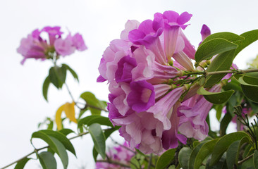 ornamental purple flowers
