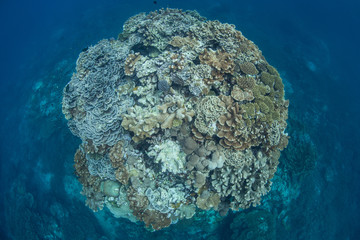 Fototapeta premium Coral Bommie