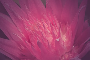 flowers with filter effect retro vintage style