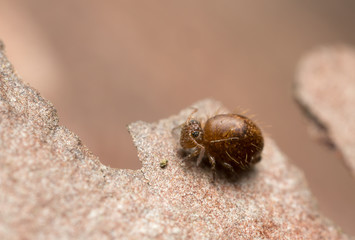 Globular springtail, Sminthuridae springtail, extreme close-up with high magnification, copyspace in the photo
