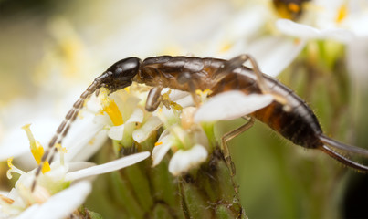 Earwig on flower