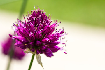 Drumstick Allium Flower Bloom
