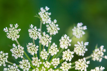 Fototapeta premium Daucus carrota Queen Anne's Lace