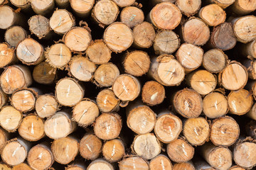 Cross section of pine Logs