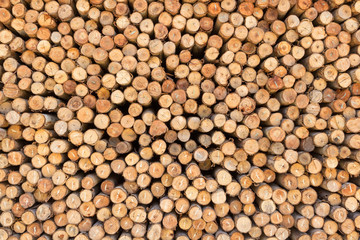 Cross section of pine Logs