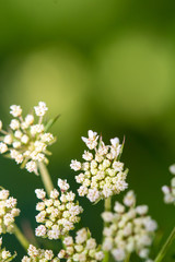 Daucus carrota Queen Anne's Lace