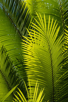 sunlit palm tree leaves