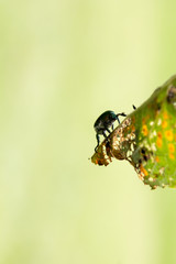Japanese Beetle Popillia japonica on Leaf