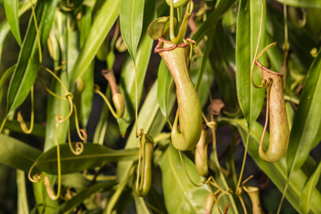 pitcher plant flowers and leaves