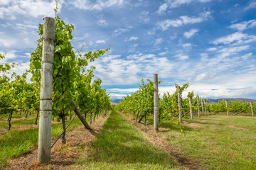 Tasmania Vineyards 