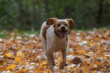 Happy Dog Running through Fall Leaves