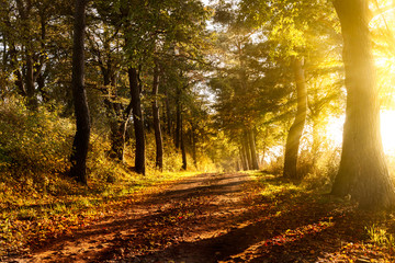 Sunset on a forest path in autumn
