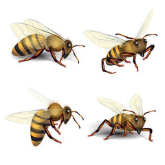 Bees