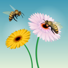 Honey bee