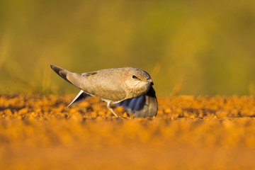 Small Pratincole (Glareola lactea ) stretching 