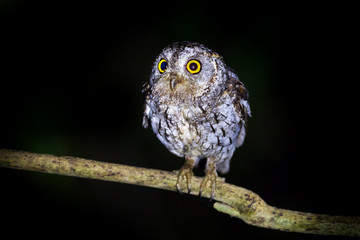 Oriental Scops Owl(Otus sunia)