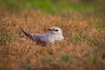 Young Full Small Pratincole (Glareola lactea )