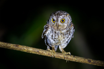 Oriental Scops Owl(Otus sunia)