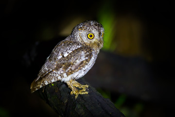 Close up left side portrait of Oriental Scops Owl(Otus sunia)