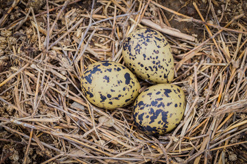 Obraz premium Egg of Black-winged Stilt(Himantopus himantopus )