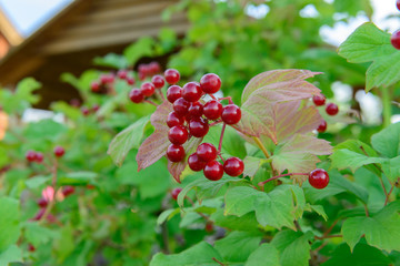 Fototapeta premium Red viburnum berries