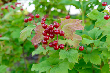 Red viburnum berries