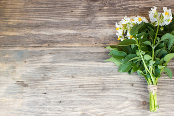 Bouquet of Garden Potato flowers on Rustic Wooden background with copy space