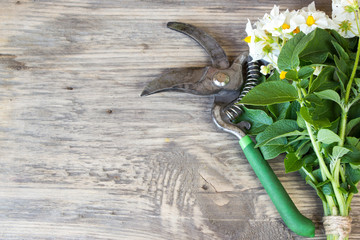 Bouquet of Garden Potato flowers and pruner on Rustic Wooden background with copy space