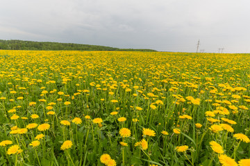 Fototapeta premium beautiful summer landscape