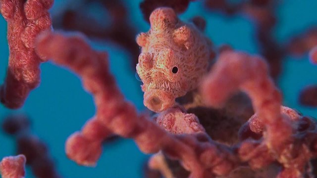 Pink Pygmy seahorse on gorgonian coral.