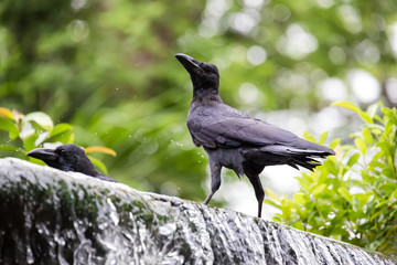 Crows on waterfall