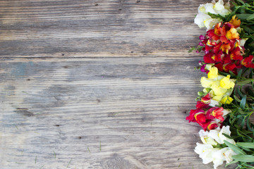 Rustic bouquet of snapdragon (Antirrhinum majus) on vintage wooden board  with copy space