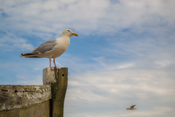Seagull on a wooden boat