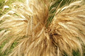 Erntezeit / Weizengarbe  /Stillleben