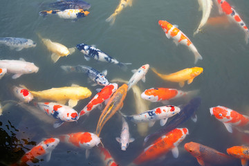 Lot of colorufl koi fishes in japanese garden