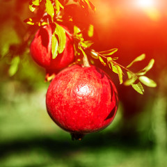 pomegranates  on a green background