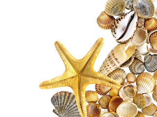 shells and starfish