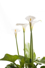 白背景の水滴の付いたオランダカイウの花