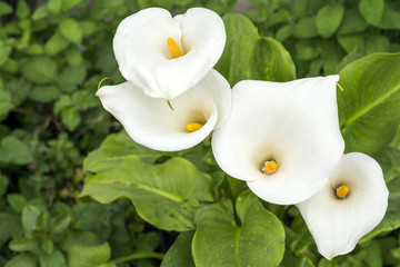 緑の中のオランダカイウの花