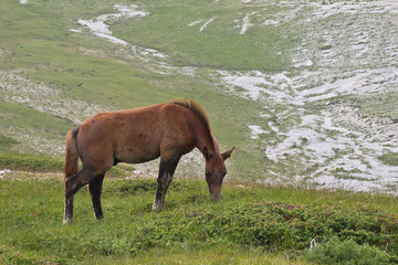 puledro al pascolo in montagna