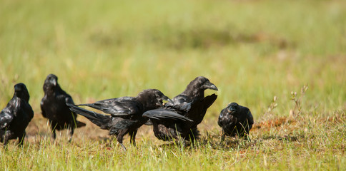 Raven