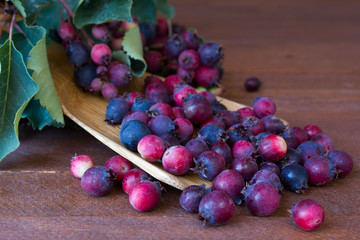 Bunch of first wild autumn berry, Saskatoon in front of dark wooden background