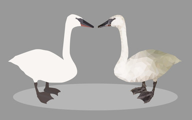 2 swan vector
