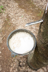 rubber trees