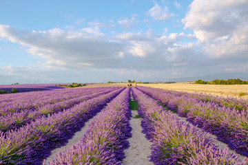 Naklejka na ściany i meble Lavender fields near Valensole in Provence, France on sunset